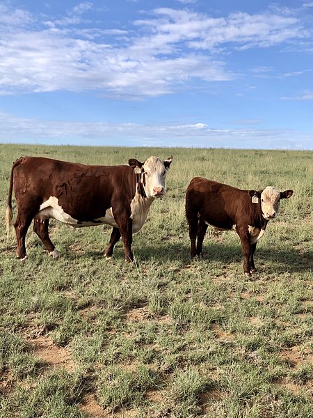 Six pastures for year-round cow/calf or equestrian operation